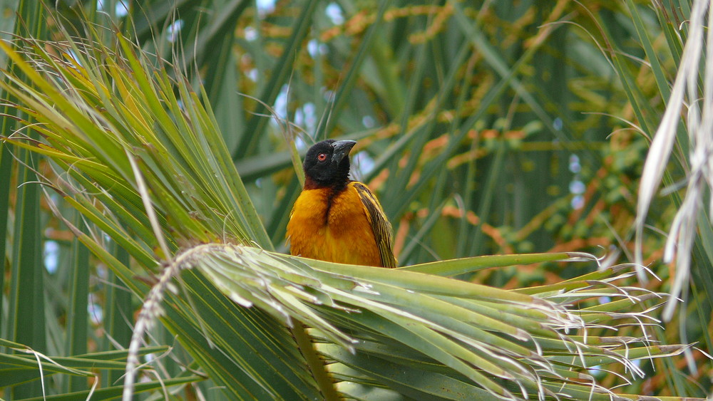 Vogel auf Fuerteventura