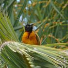 Vogel auf Fuerteventura