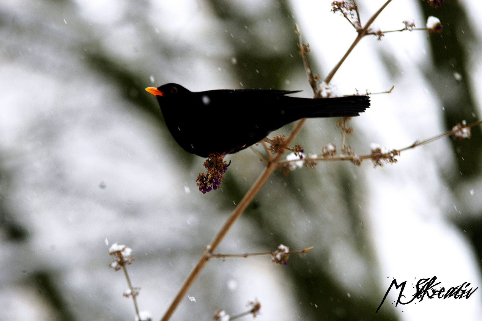 Vogel auf Futtersuche