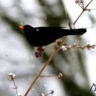 Vogel auf Futtersuche