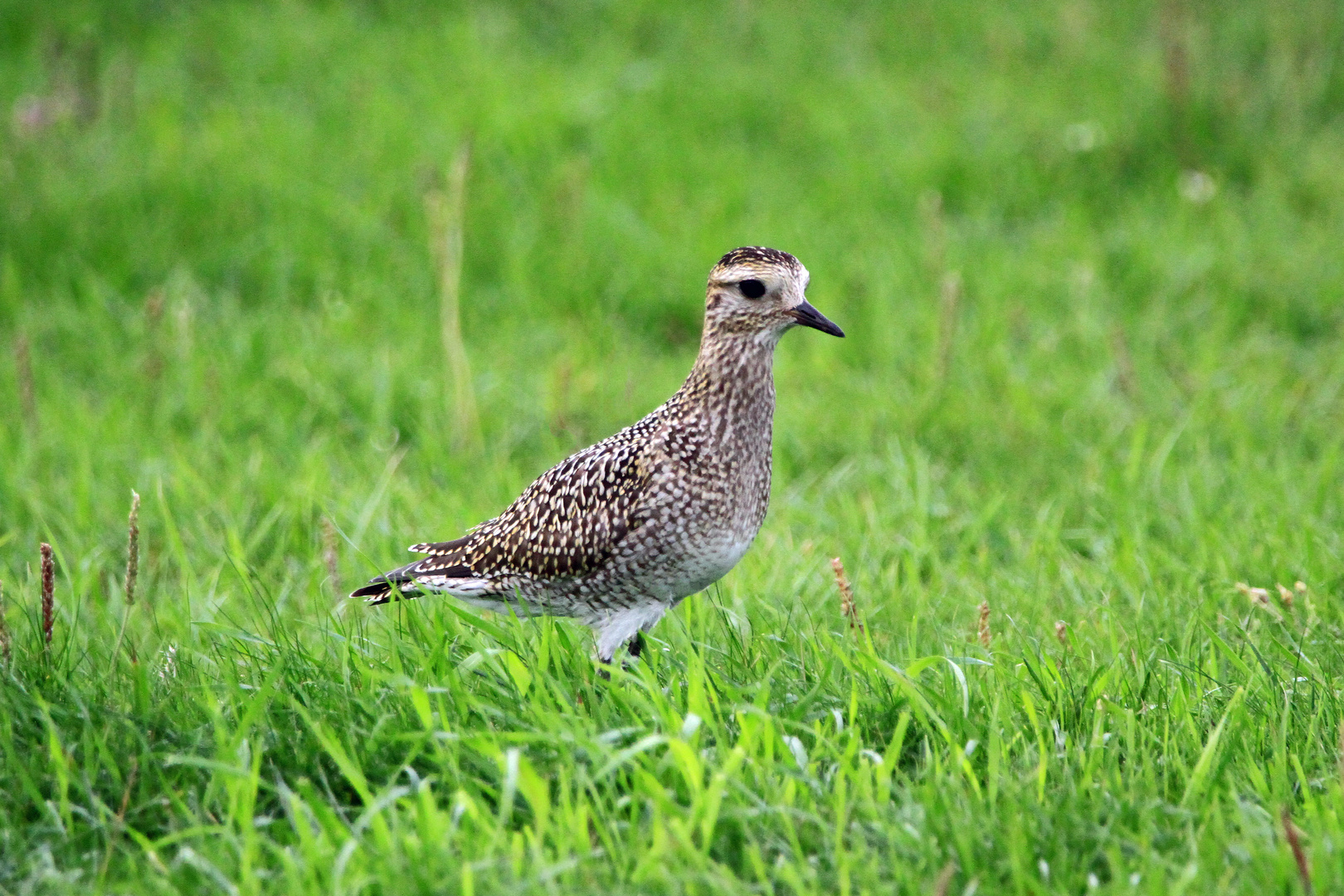 Vogel auf Hallig Langeness