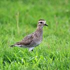 Vogel auf Hallig Langeness