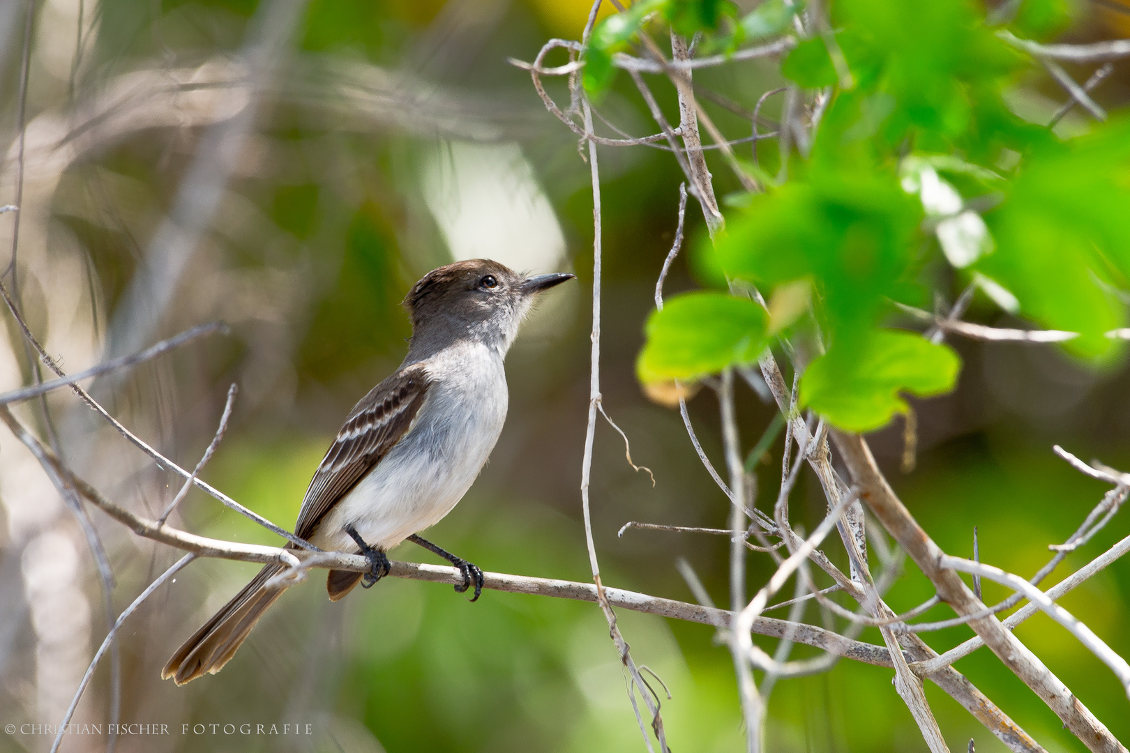 Vogel auf Isla de la juventud