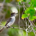 Vogel auf Isla de la juventud