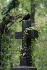 Vogel auf Kreuz in Farbe