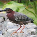 Vogel auf Kuba