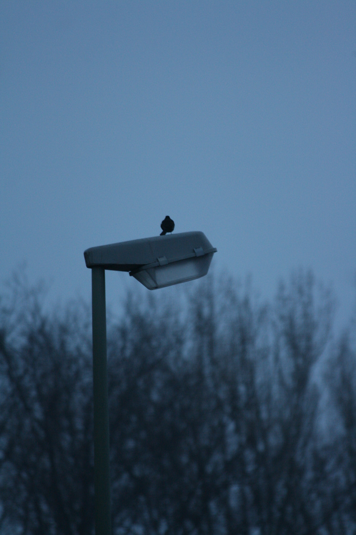 Vogel auf Laterne