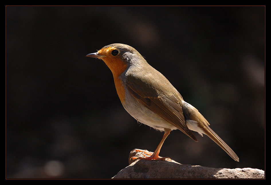 Vogel auf Madeira