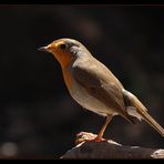 Vogel auf Madeira