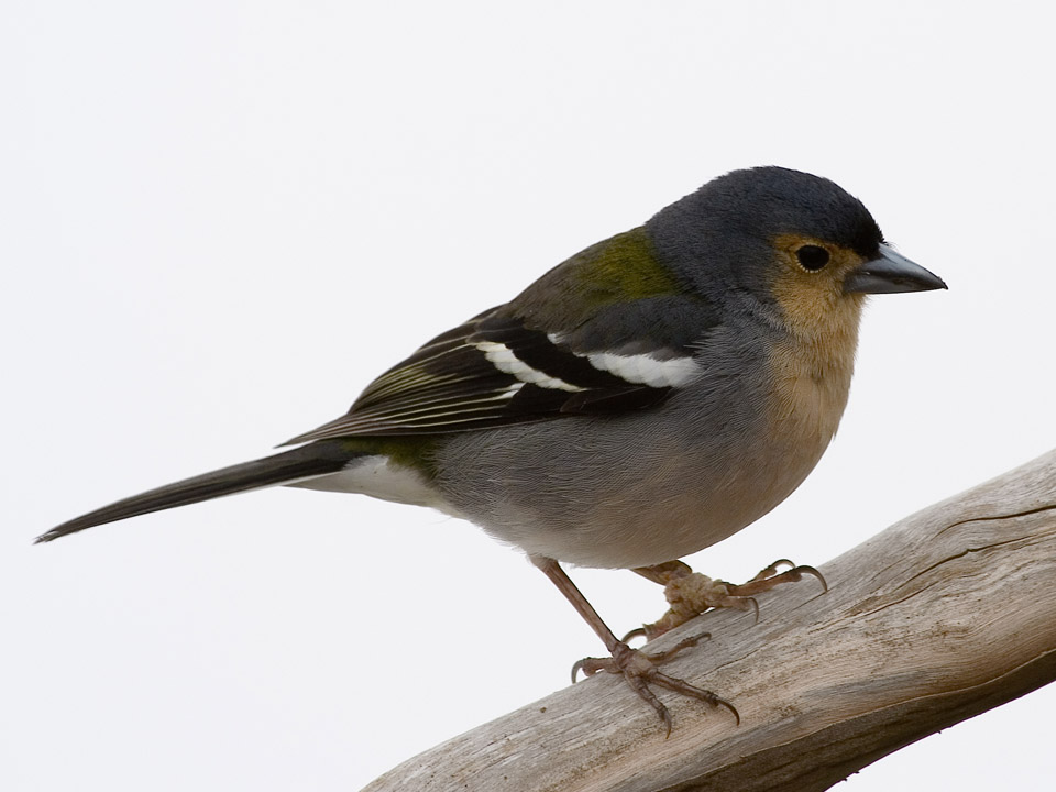 Vogel auf Madeira