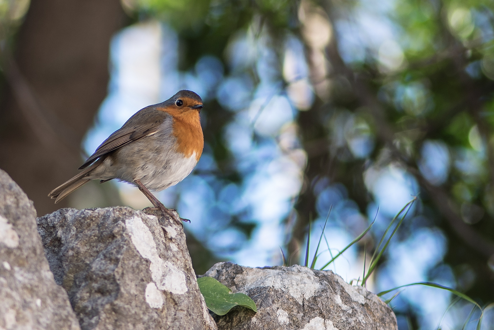 Vogel auf Mallorca