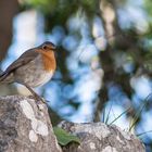 Vogel auf Mallorca