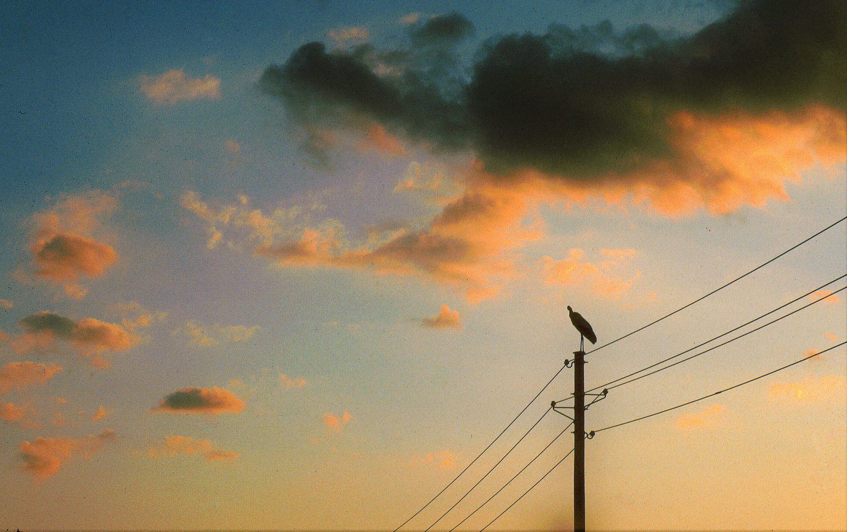 Vogel auf Mast