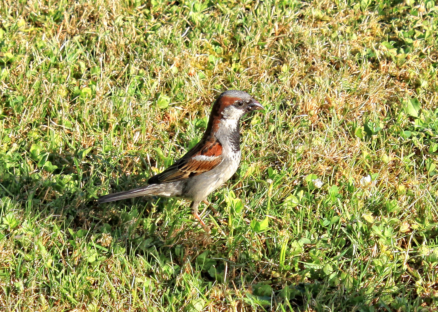 Vogel auf Nahrungssuche