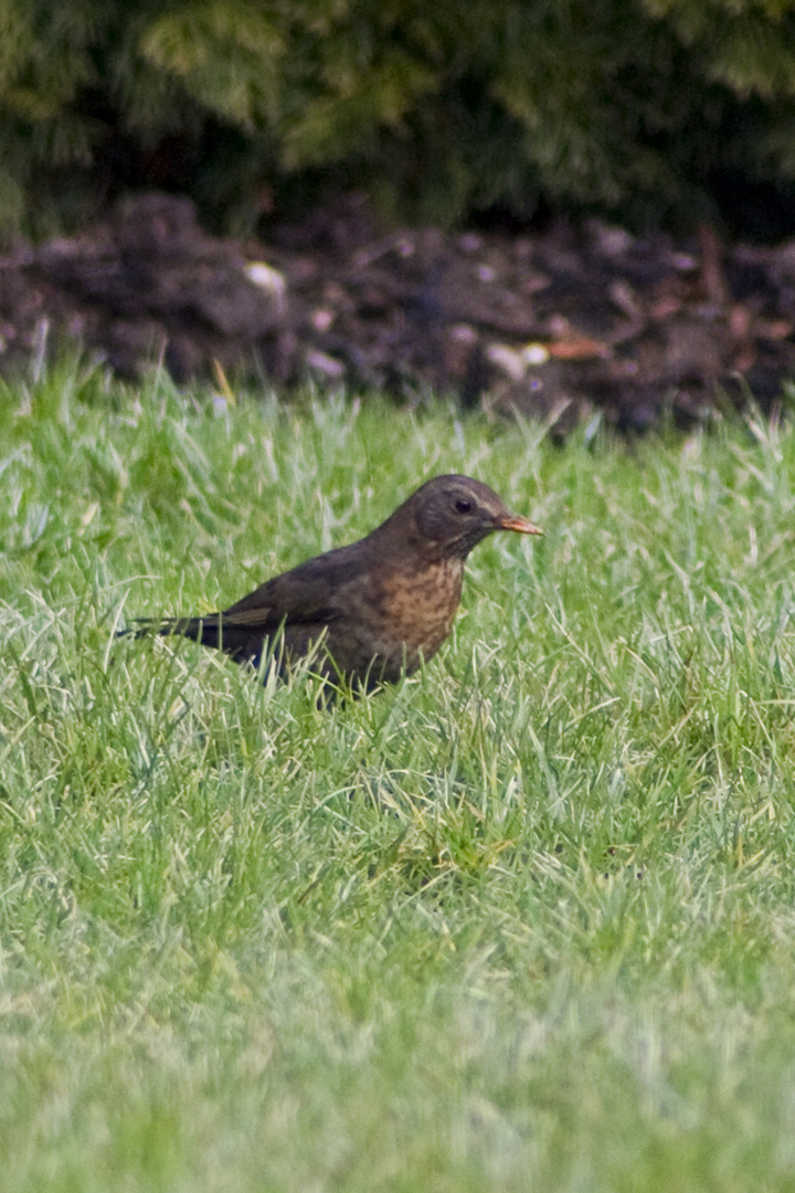 Vogel auf Nahrungssuche