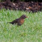 Vogel auf Nahrungssuche