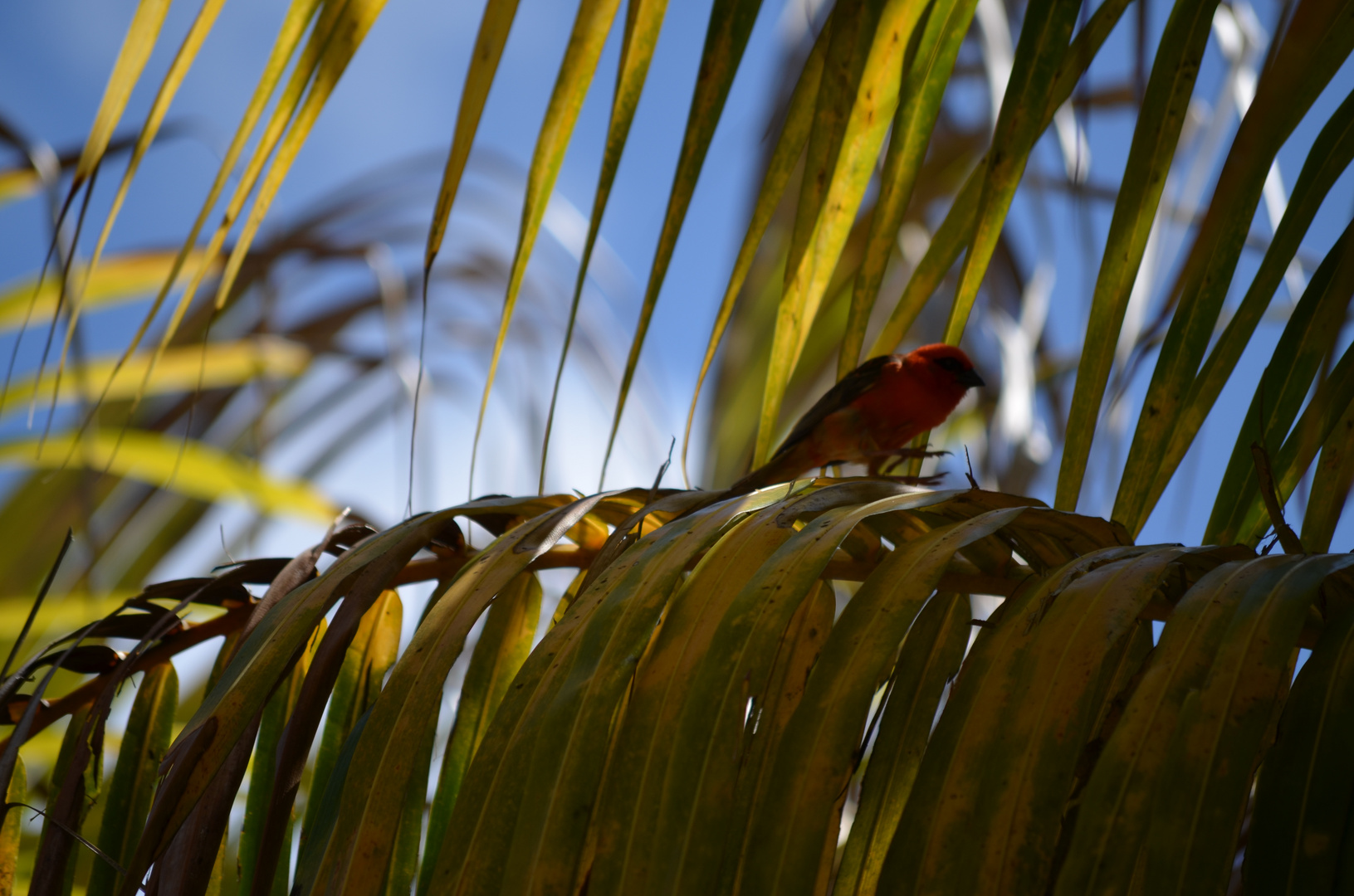 Vogel auf Palmenblatt