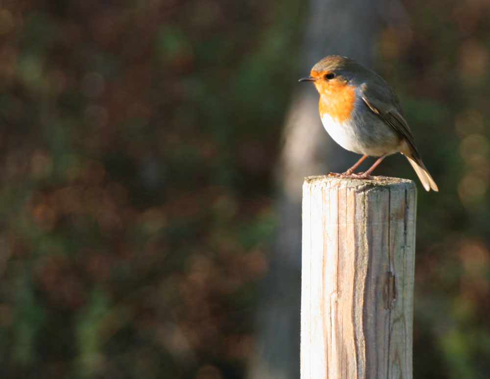 Vogel auf Pfosten