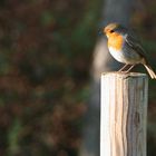 Vogel auf Pfosten