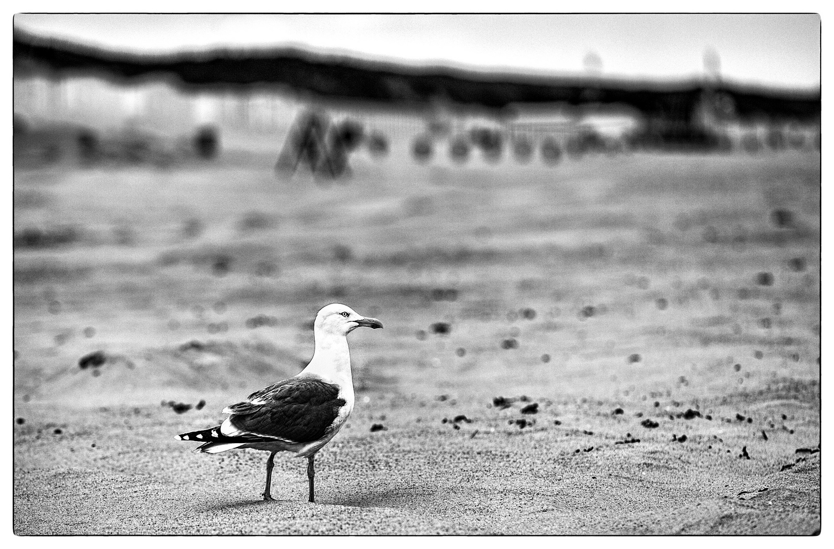 Vogel auf Sand