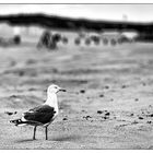 Vogel auf Sand