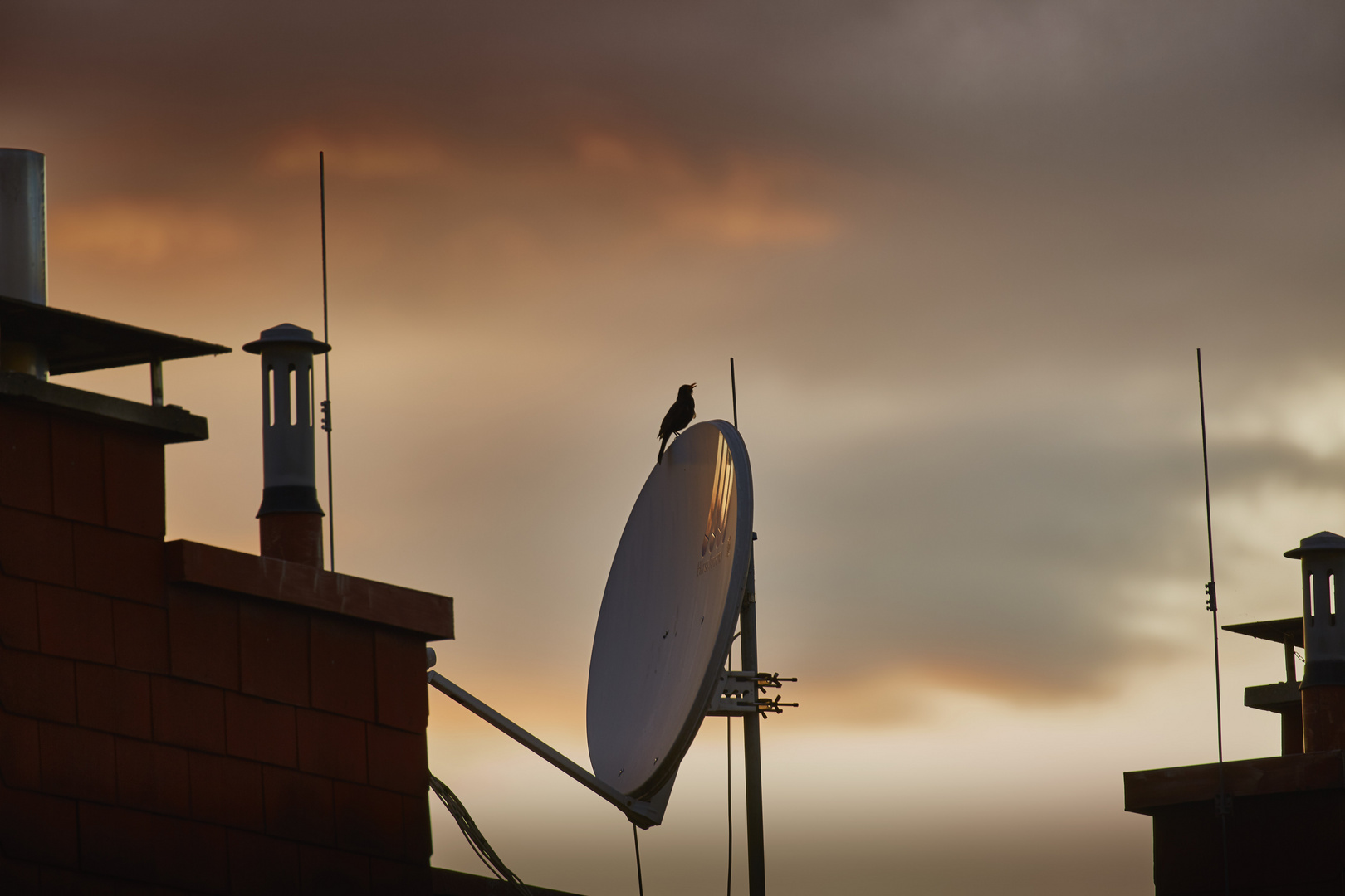 Vogel auf Satellitenschüssel