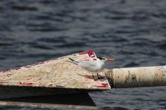 Vogel auf Schild