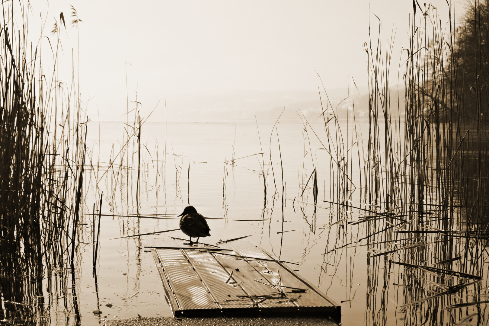 Vogel auf Steg