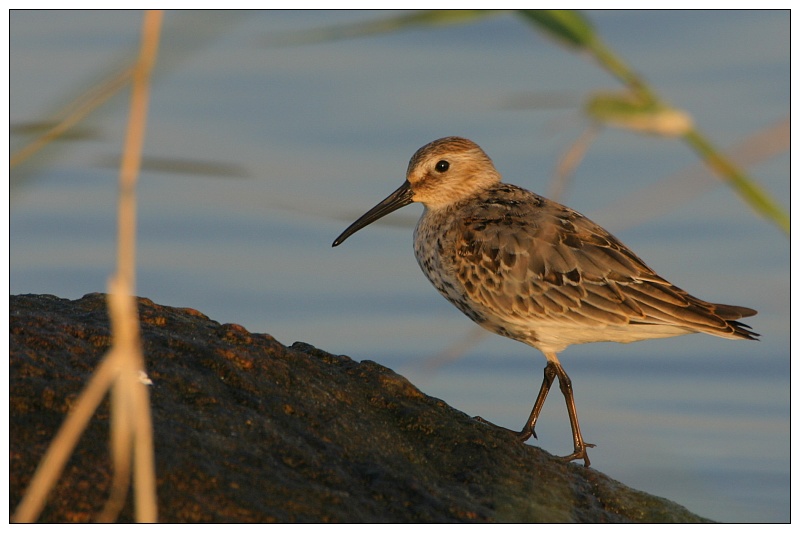 Vogel auf Stein