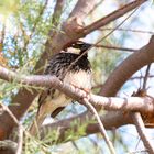 Vogel auf Teneriffa_1