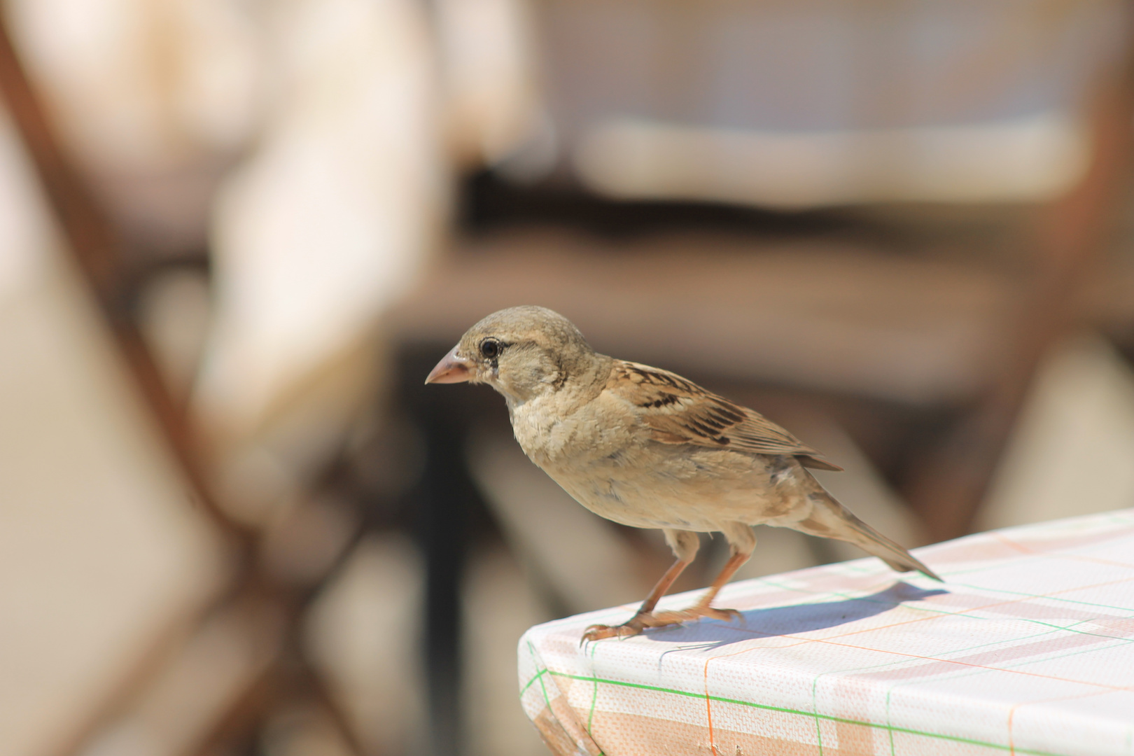 Vogel auf Tisch