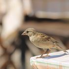 Vogel auf Tisch