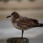 Vogel auf Tybee Island