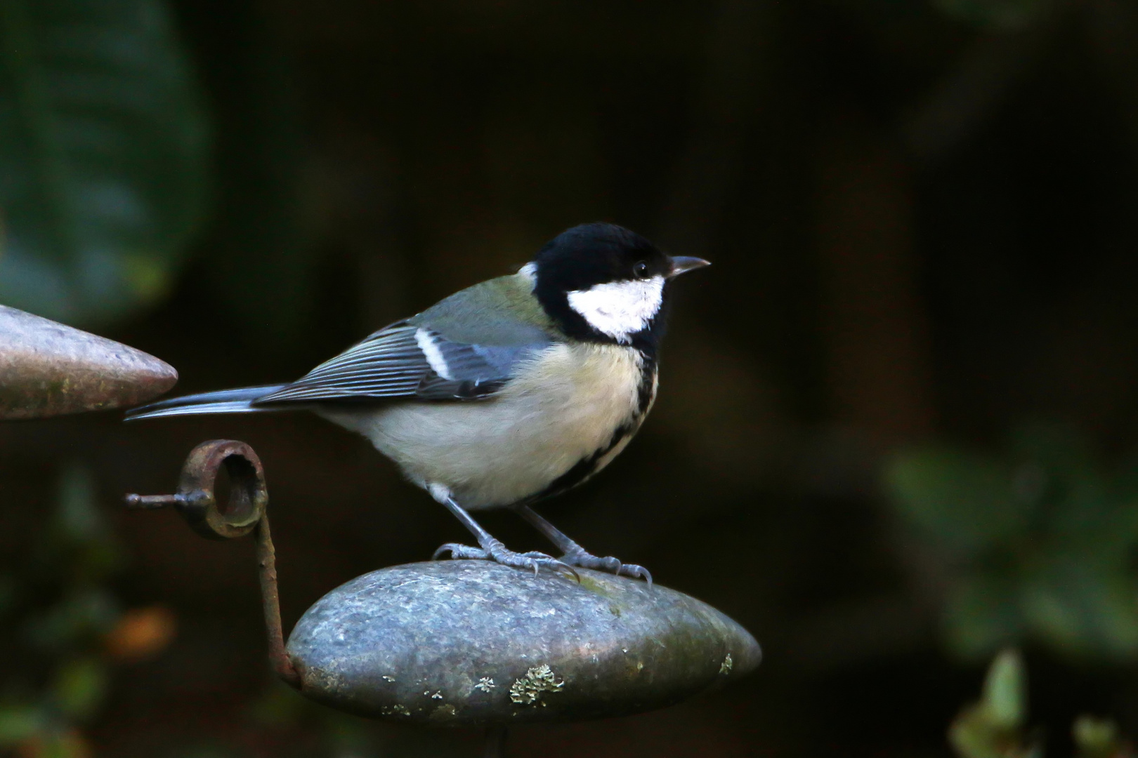 Vogel auf Vogel