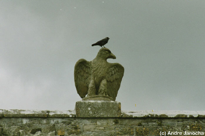 Vogel auf Vogel