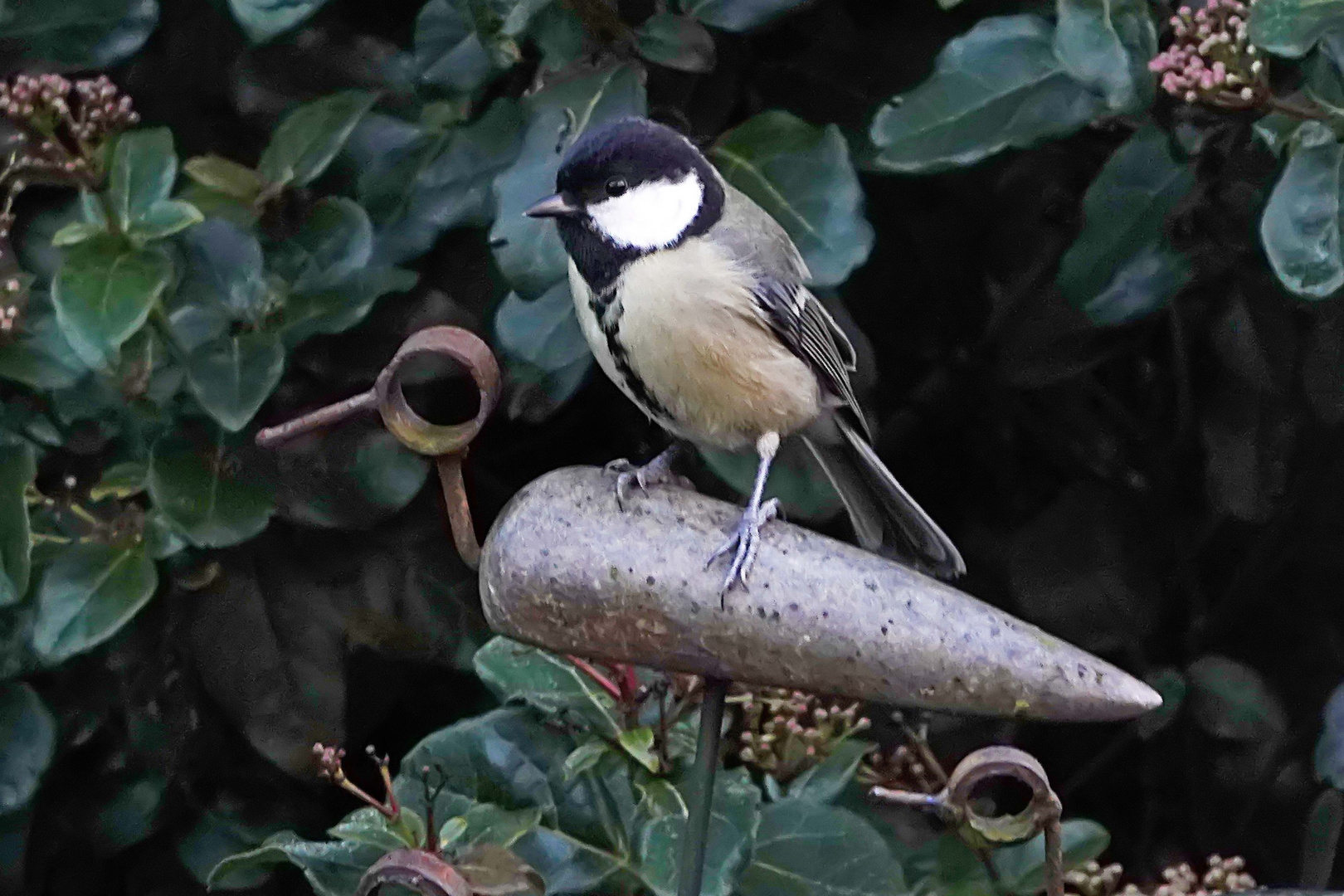 Vogel auf Vogel