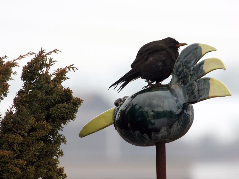 Vogel auf Vogel