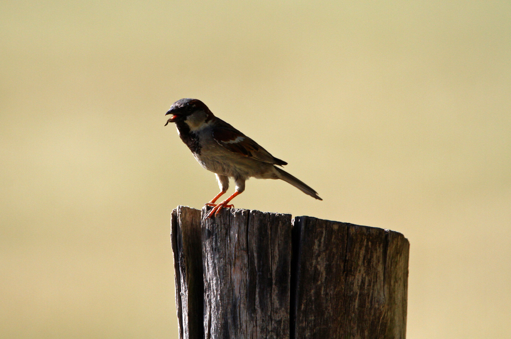 Vogel auf Zaun