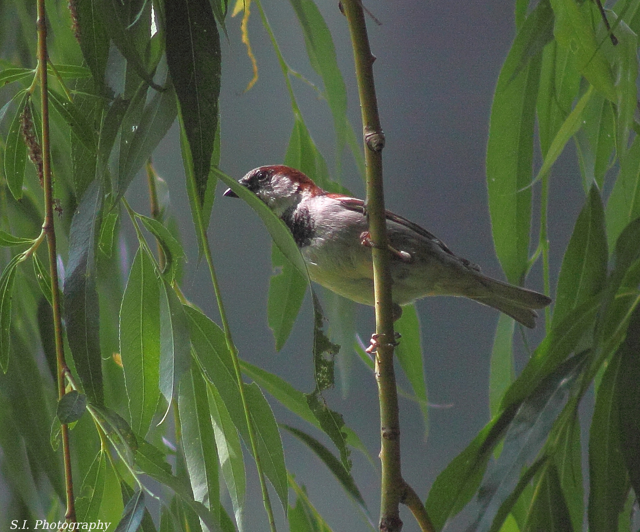 Vogel auf Zweig