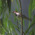 Vogel auf Zweig