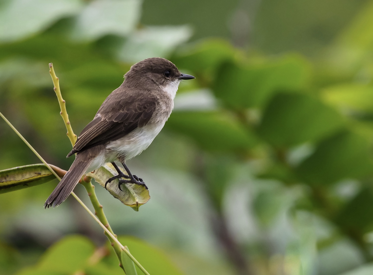 vogel auf Zweig 