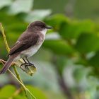 vogel auf Zweig 