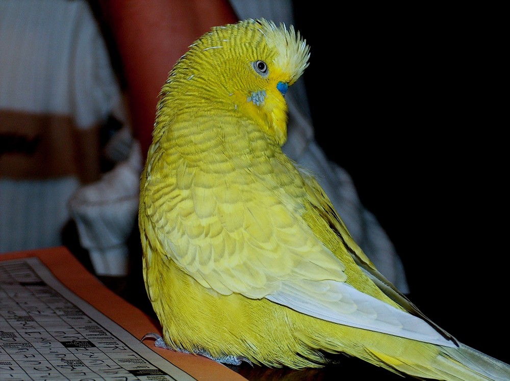 Vogel aus Australien mit 13 Buchstaben?