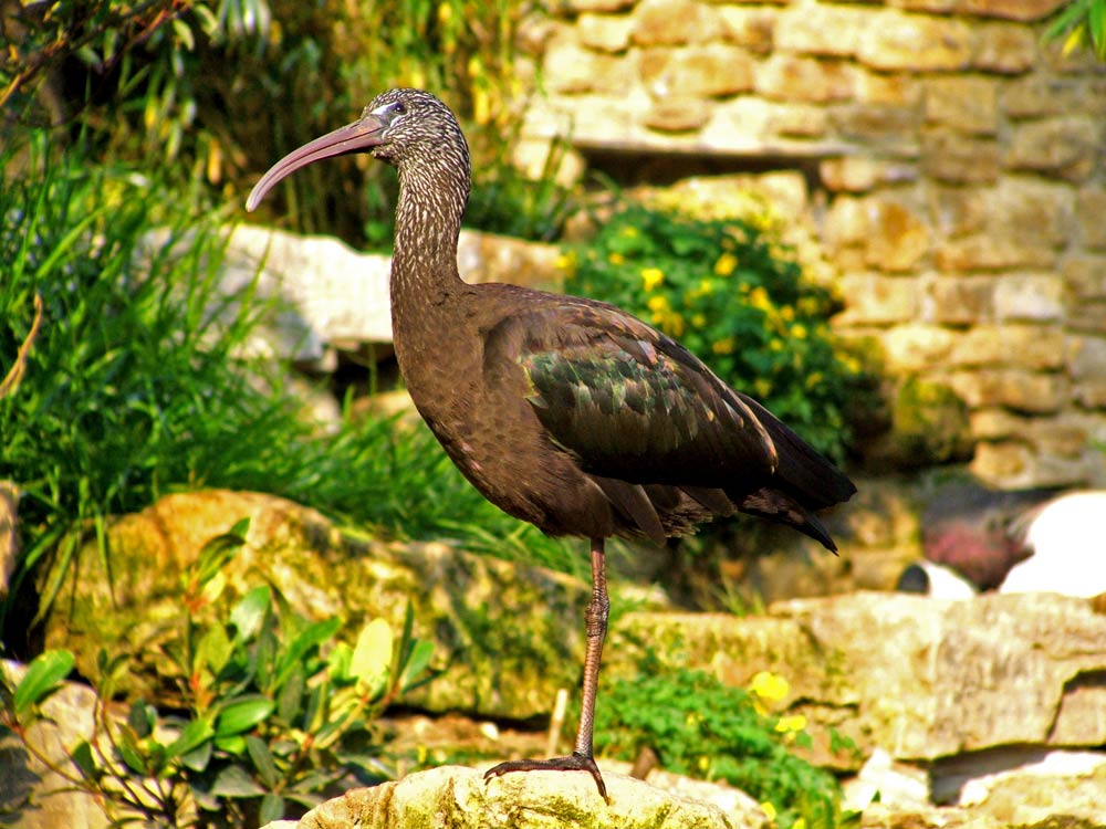 Vogel aus dem Leipziger Zoo