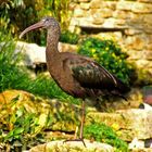 Vogel aus dem Leipziger Zoo