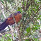 Vogel aus dem Nebelwald von Kolumbien