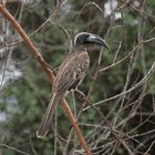 Vogel aus dem Senegal