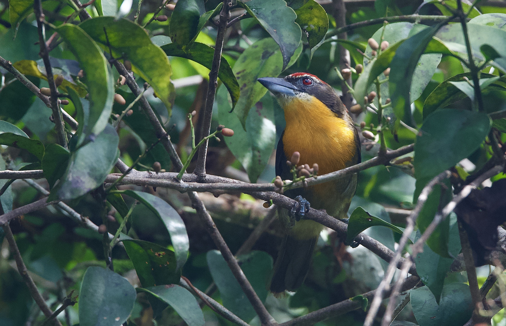 Vogel aus dem Tieflandregenwald von Peru