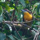 Vogel aus dem Tieflandregenwald von Peru
