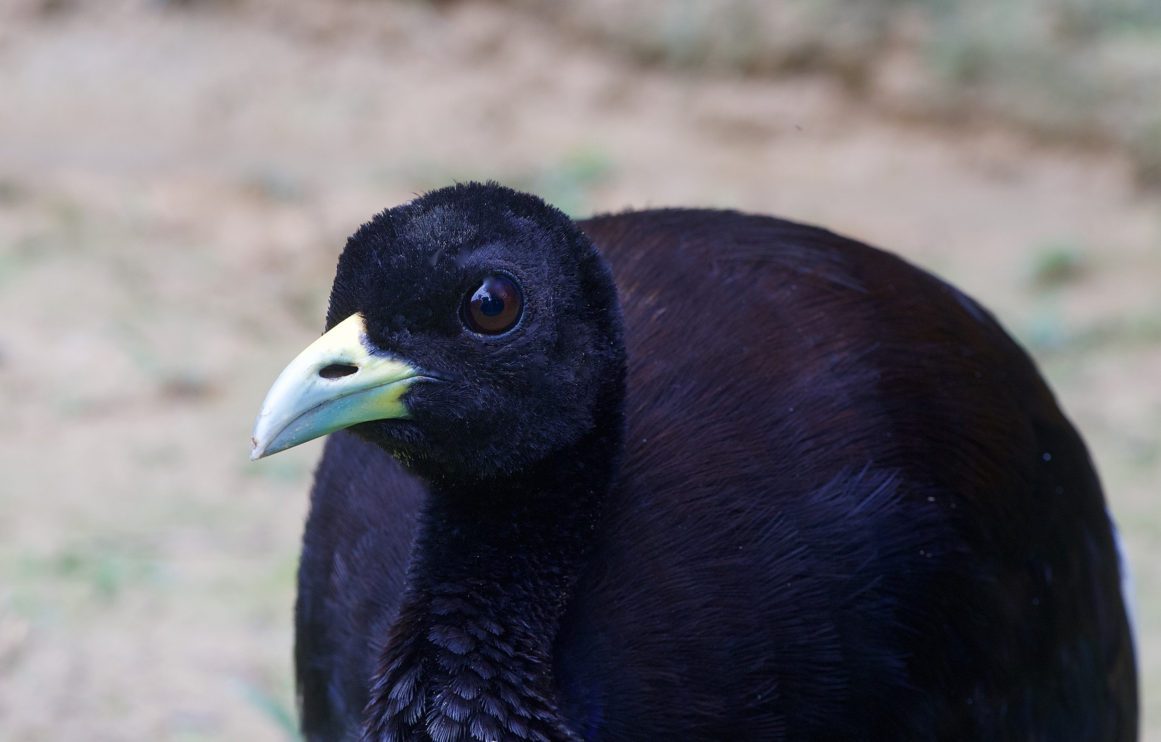 Vogel aus dem Tieflandregenwald von Peru